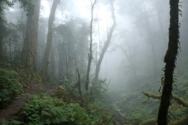 Photo trees in forest