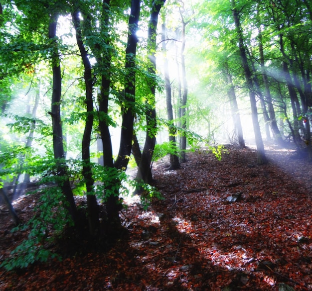 Trees in forest