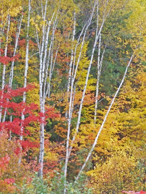 Photo trees in forest