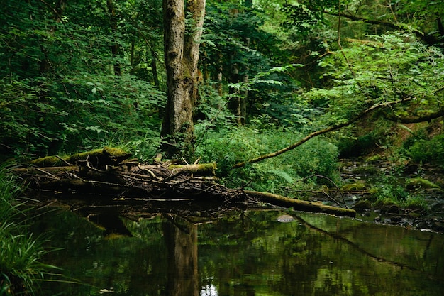 Foto alberi nella foresta