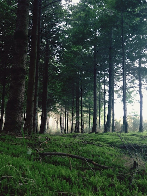 Trees in forest