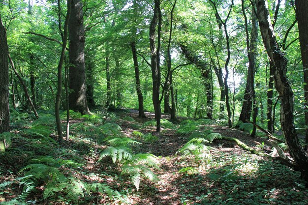 Trees in forest