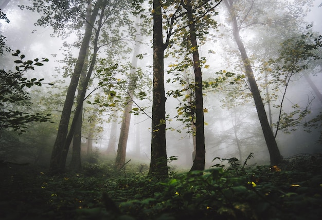 Trees in forest