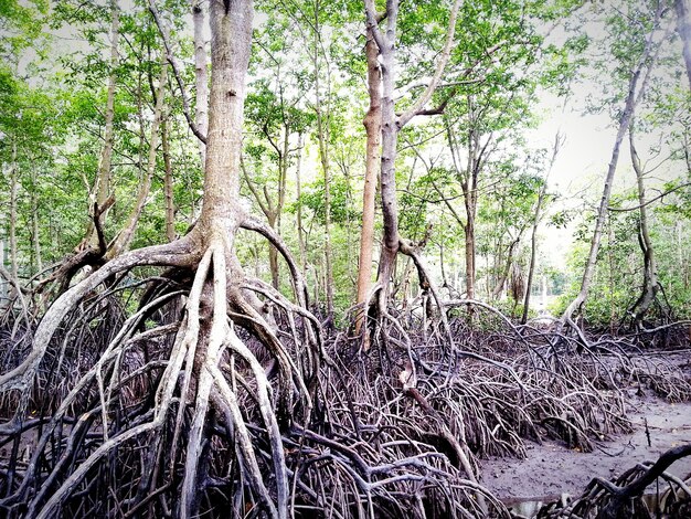 Photo trees in forest