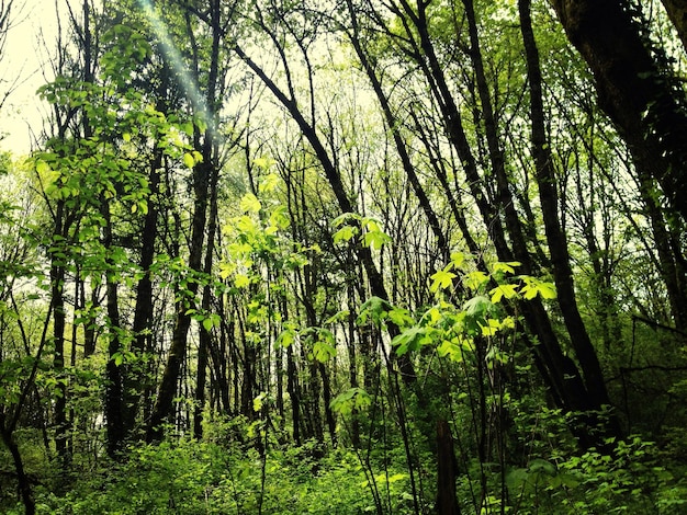 Trees in forest