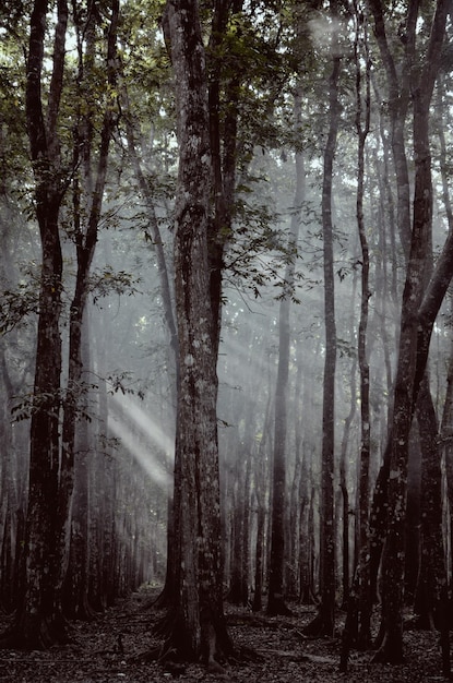 Photo trees in forest