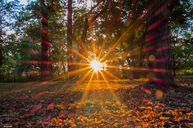 Photo trees in forest