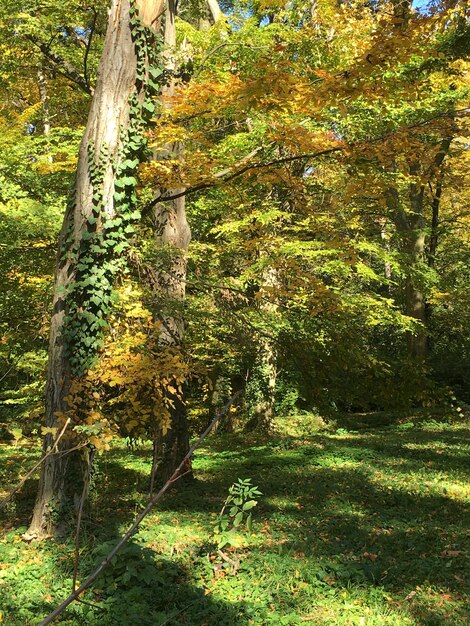 Trees in forest