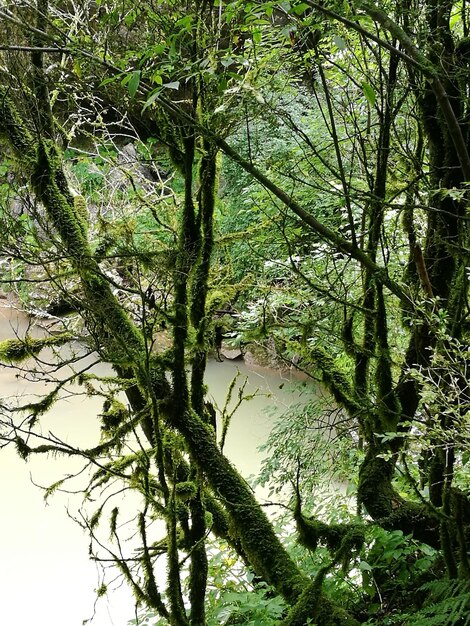 Foto alberi nella foresta