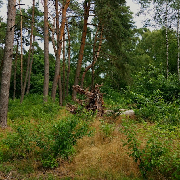 Foto alberi nella foresta