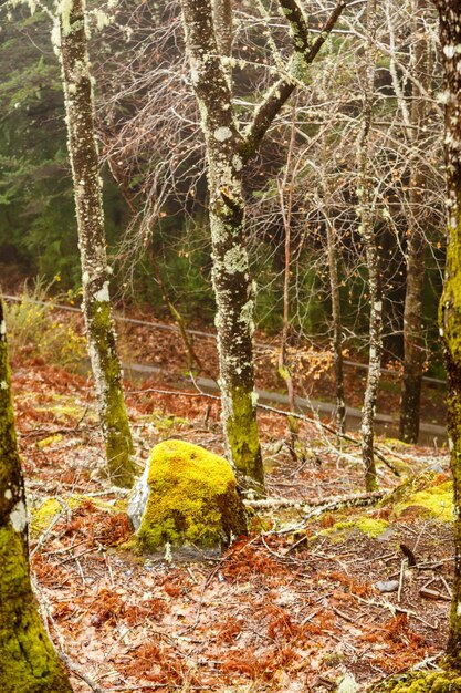 Trees in forest