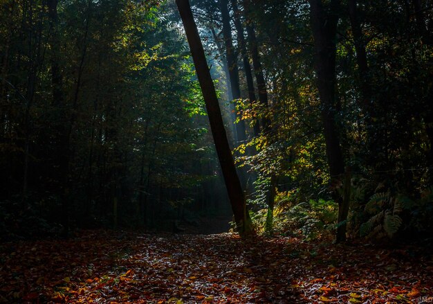 Photo trees in a forest