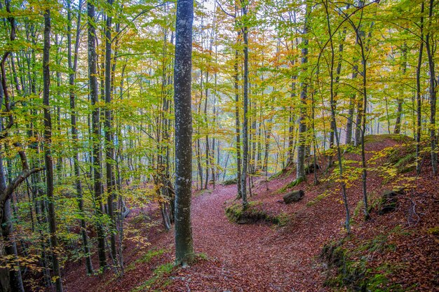 Foto alberi nella foresta