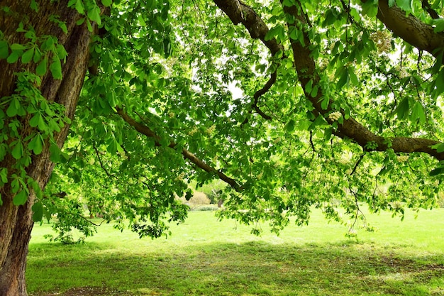 Foto alberi nella foresta