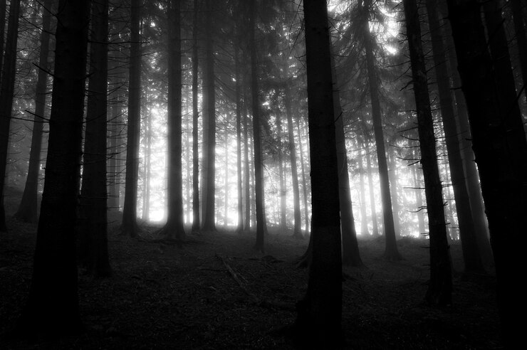 Photo trees in forest