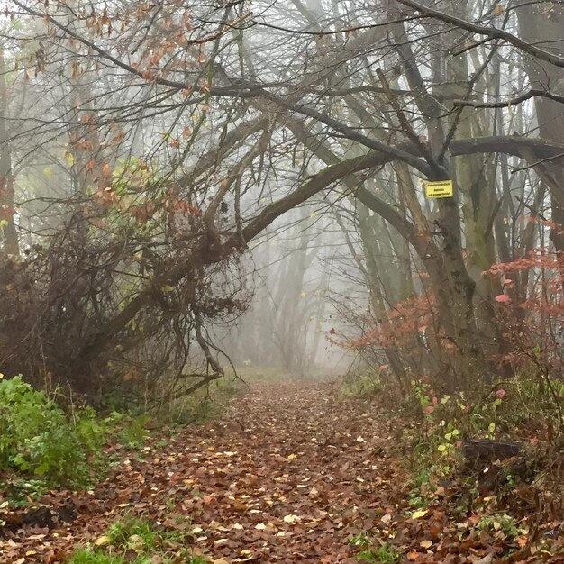 Photo trees in forest