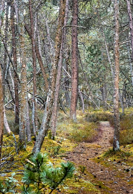 Foto alberi nella foresta