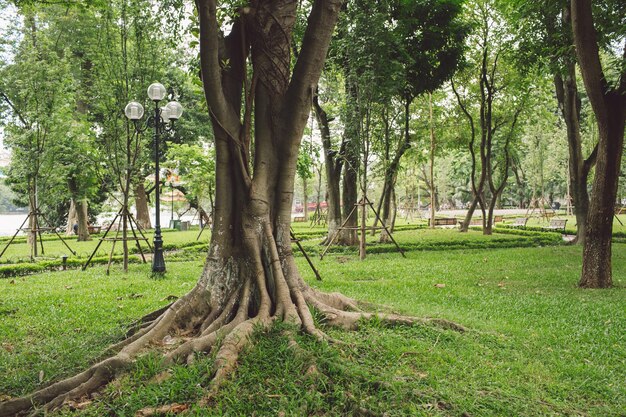 Foto alberi nella foresta