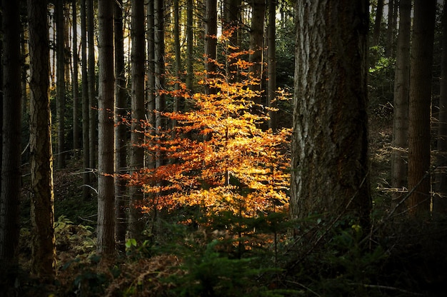 Photo trees in forest