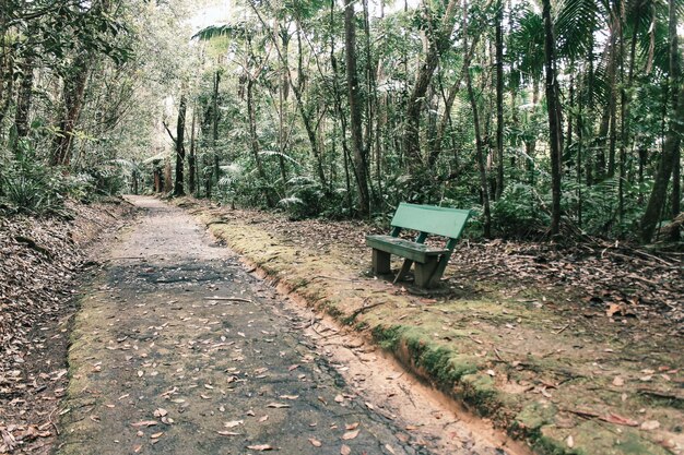 Foto alberi nella foresta