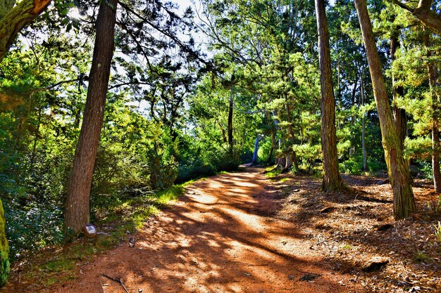 Foto alberi nella foresta