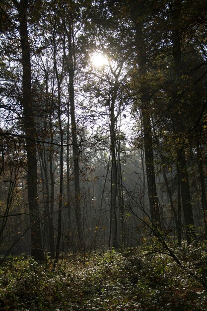 Foto alberi nella foresta