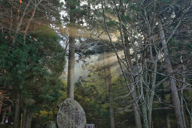 Photo trees in forest