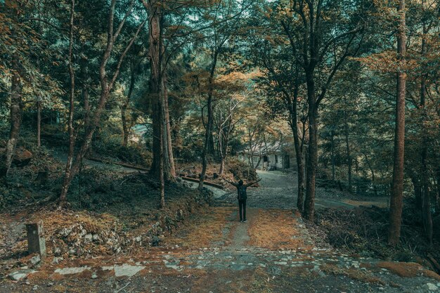 Photo trees in forest