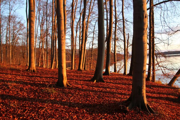 Foto alberi nella foresta