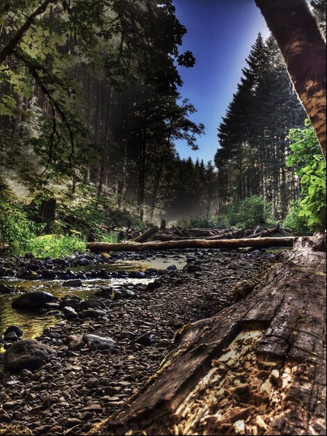 Photo trees in forest