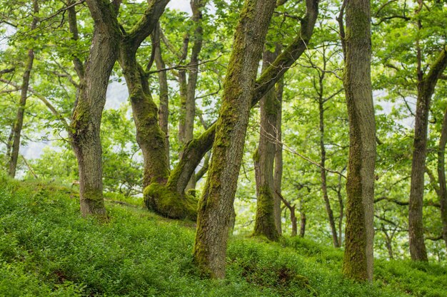 Foto alberi nella foresta