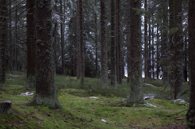 Trees in forest