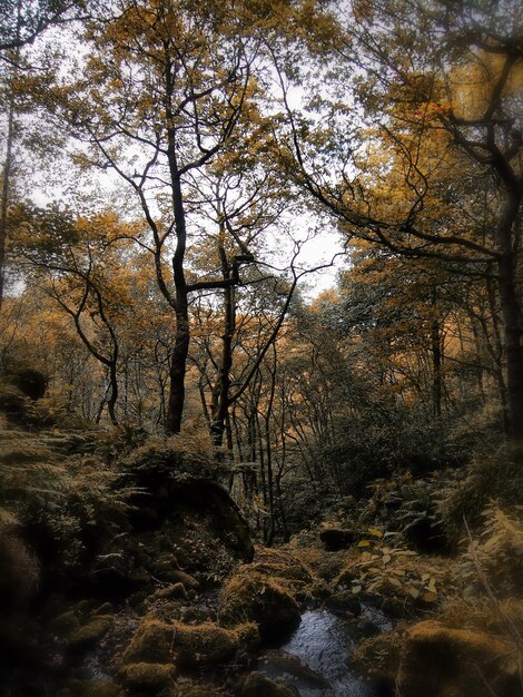 Foto alberi nella foresta