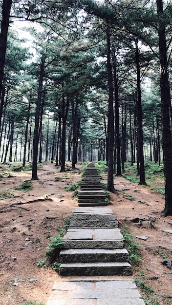 Trees in forest