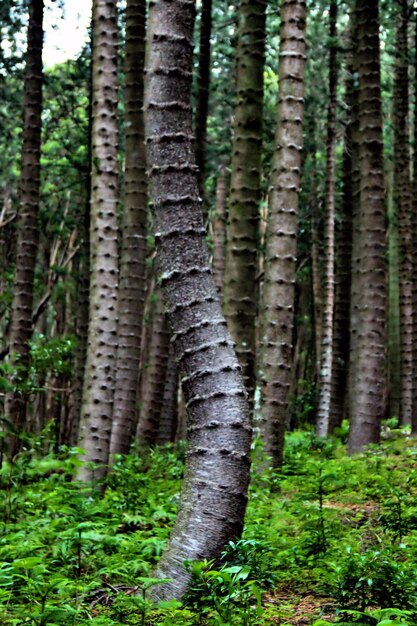 Trees in forest