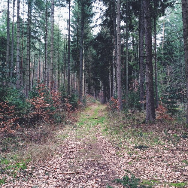 Trees in forest