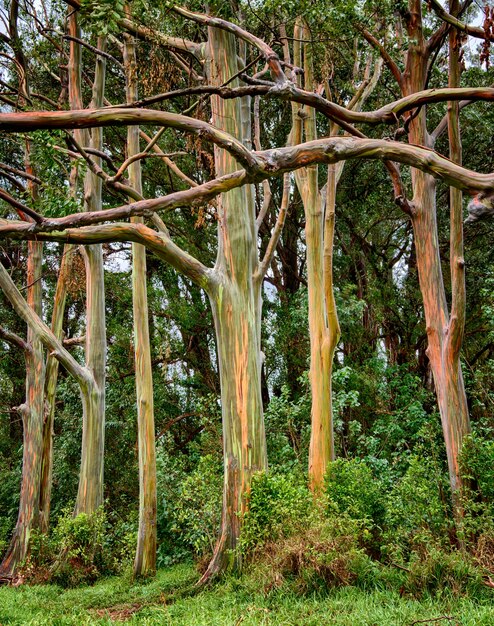 Foto alberi nella foresta