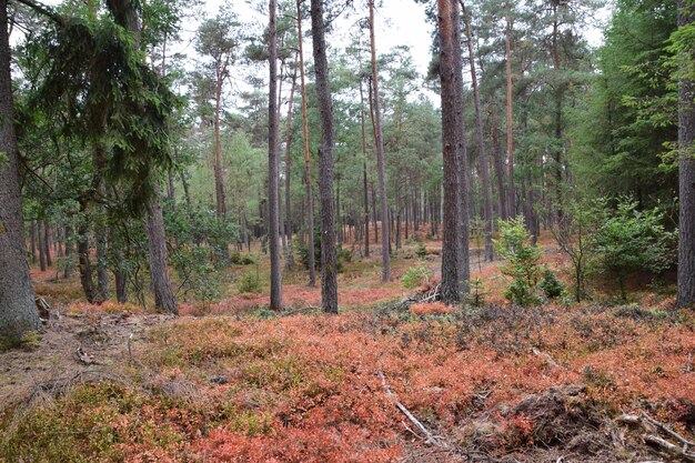 Photo trees in forest