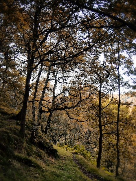 Foto alberi nella foresta