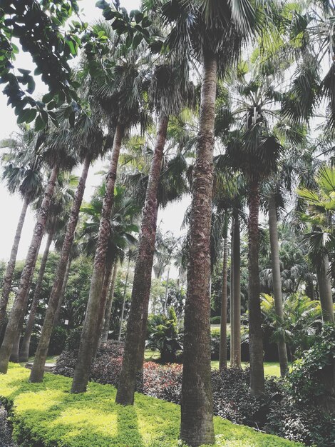 Photo trees in forest