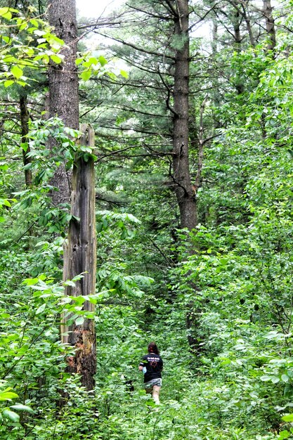 Foto alberi nella foresta