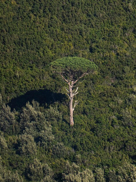 Foto alberi nella foresta