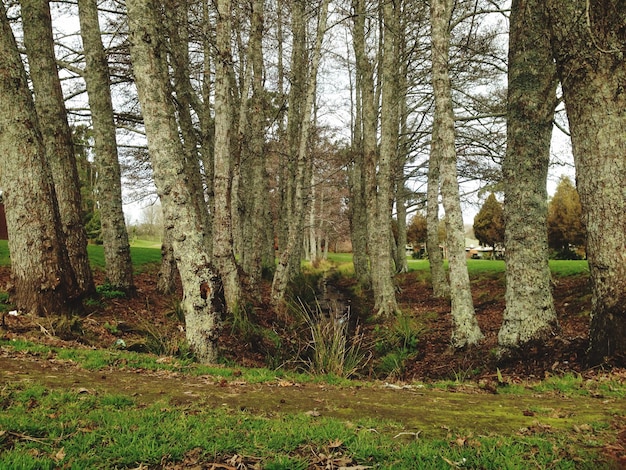 Foto alberi nella foresta