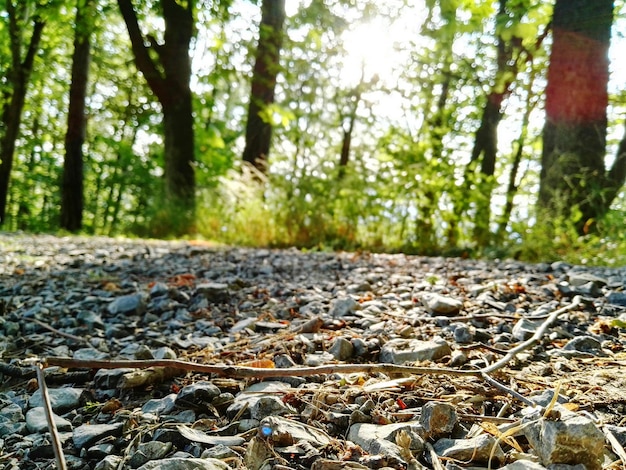 Photo trees in forest