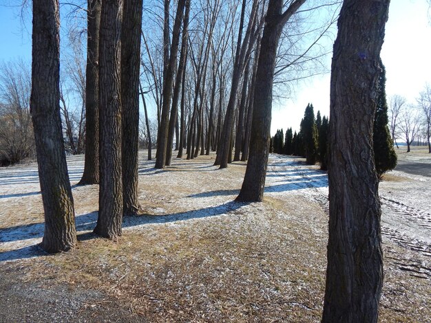 Trees in forest