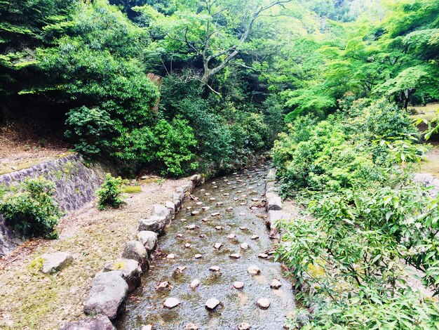 Trees in forest