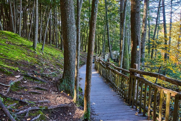 Trees in forest