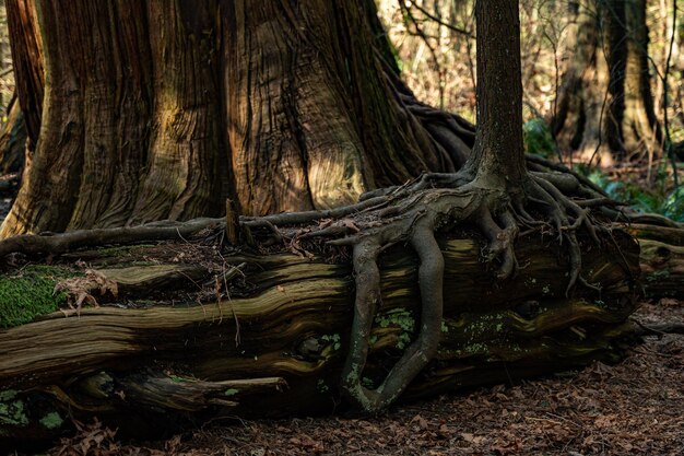 Foto alberi nella foresta