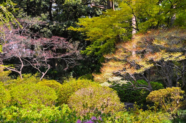 Trees in forest