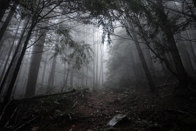 Photo trees in forest